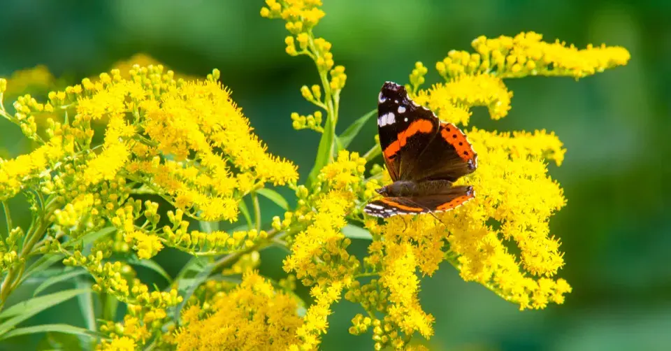Zlatobýl (Solidago)