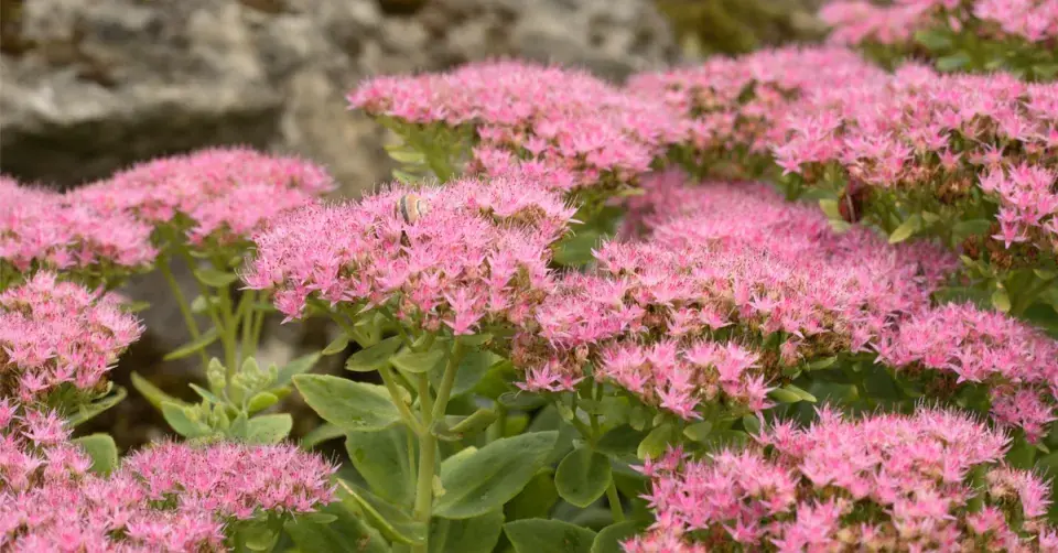 Rozchodník nádherný (Sedum spectabile)