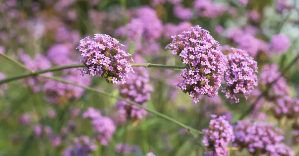 Sporýš klasnatý (Verbena bonariensis)