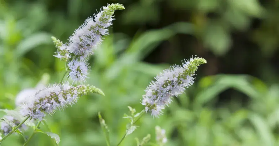 Máta klasnatá (Mentha spicata)