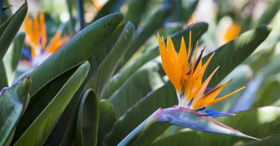  Strelície královská