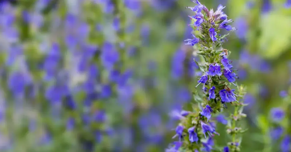 Yzop lékařský (Hyssopus officinalis)