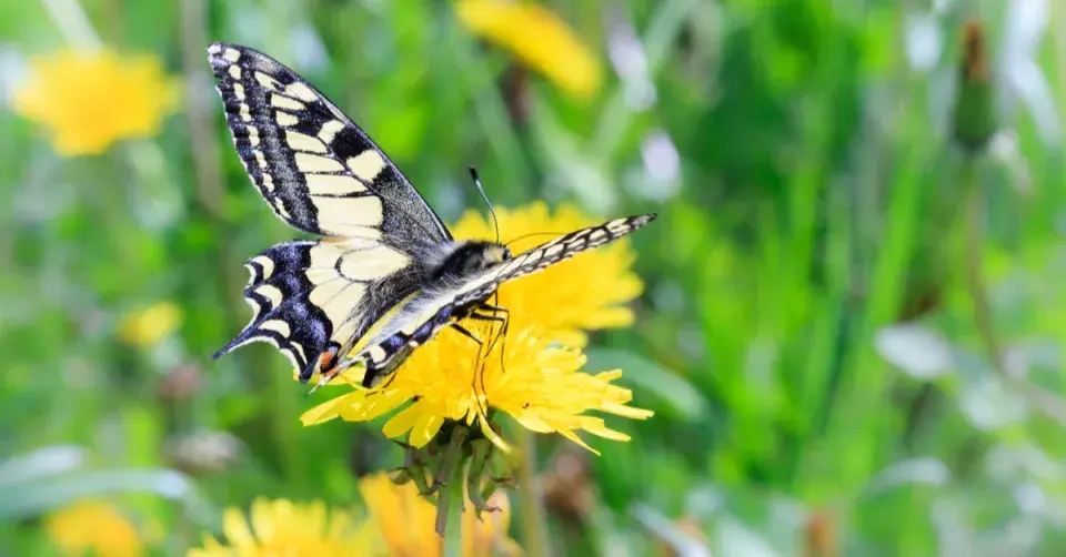 Smetanka lékařská (Taraxacum officinale)