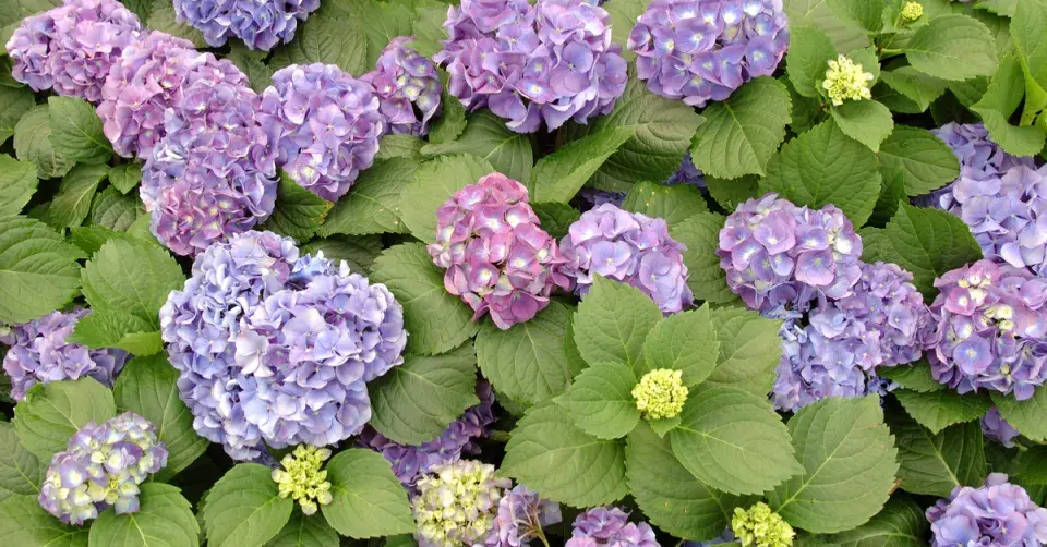 Hortenzie velkolistá