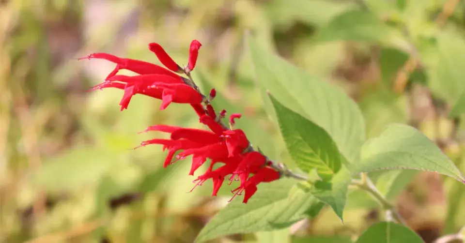 Šalvěj ananasová (Salvia rutilans)