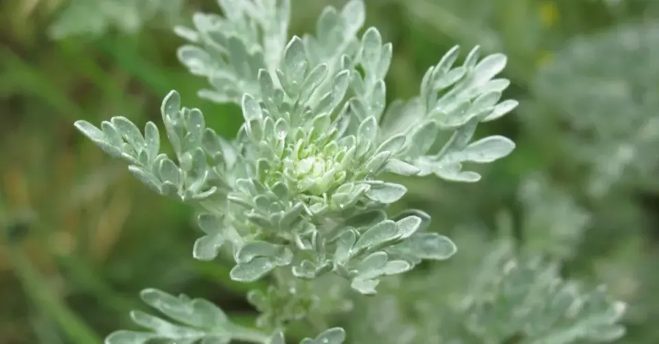 Pelyněk pravý (Artemisia absinthium)