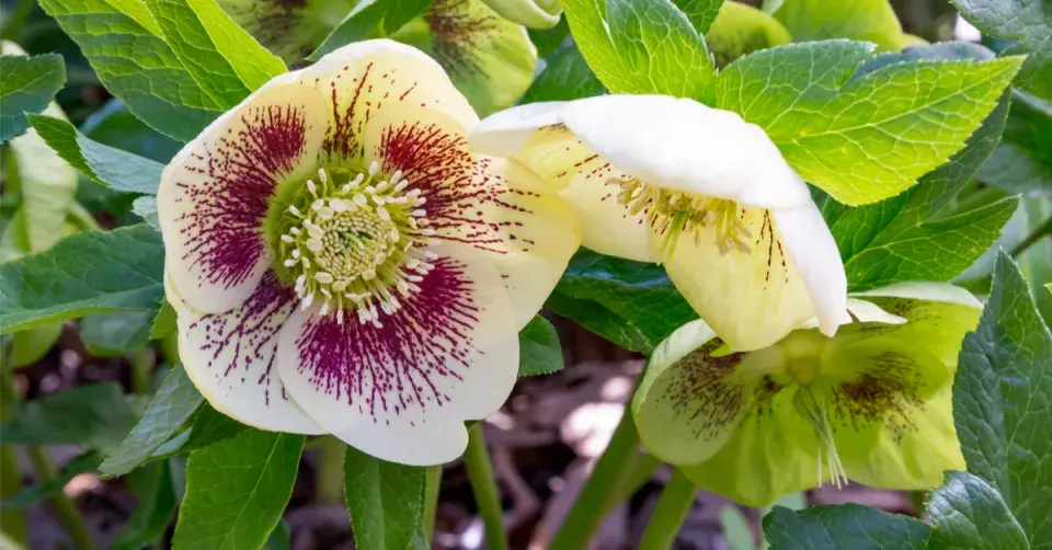 Čemeřice východní