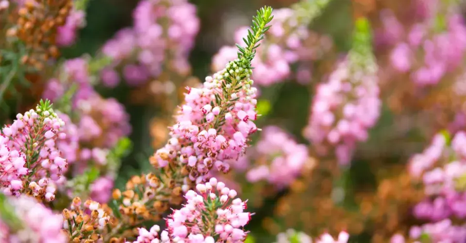 Vřesovec (Erica sp.)