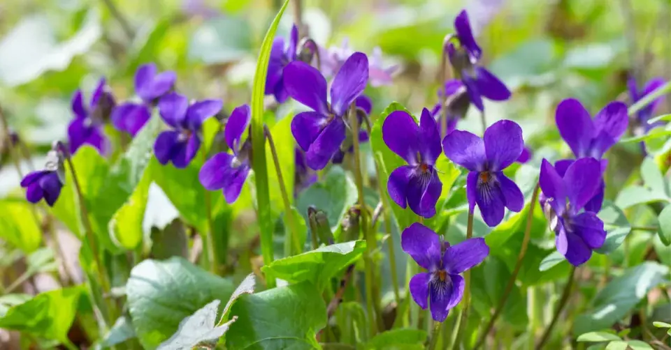 Violka vonná (Viola odorata)