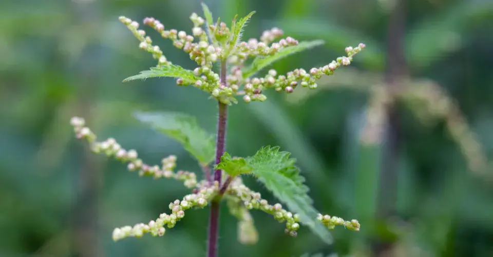 Kopřiva dvoudomá (Urtica dioica)