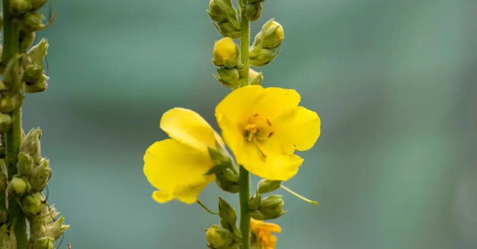 Divizna (Verbascum)