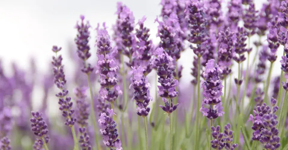 Levandule (Lavandula)