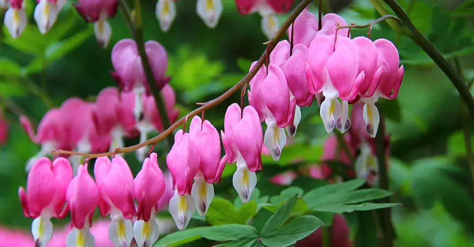 Srdcovka nádherná (Dicentra spectabilis)