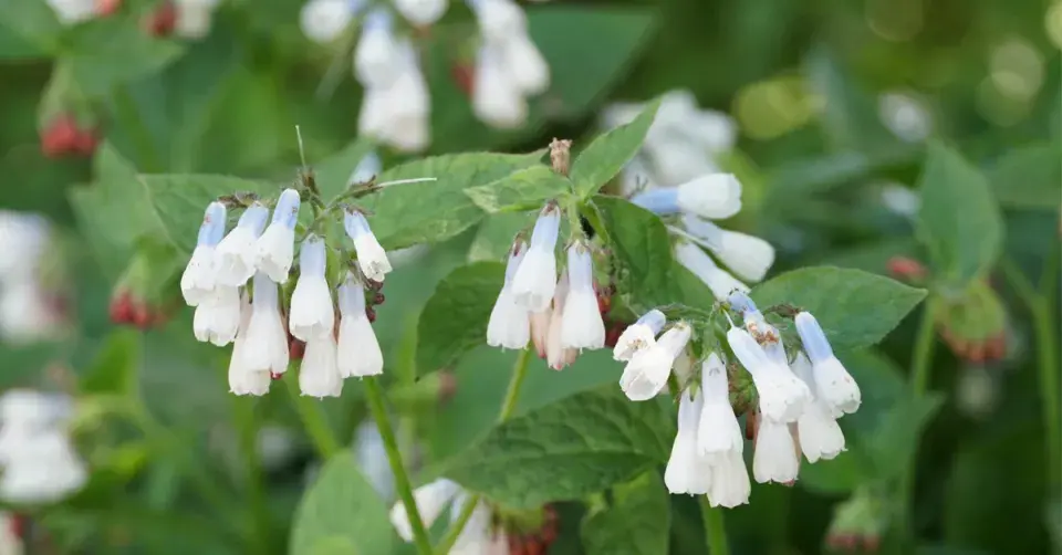 Kostival lékařský (Symphytum officinale)