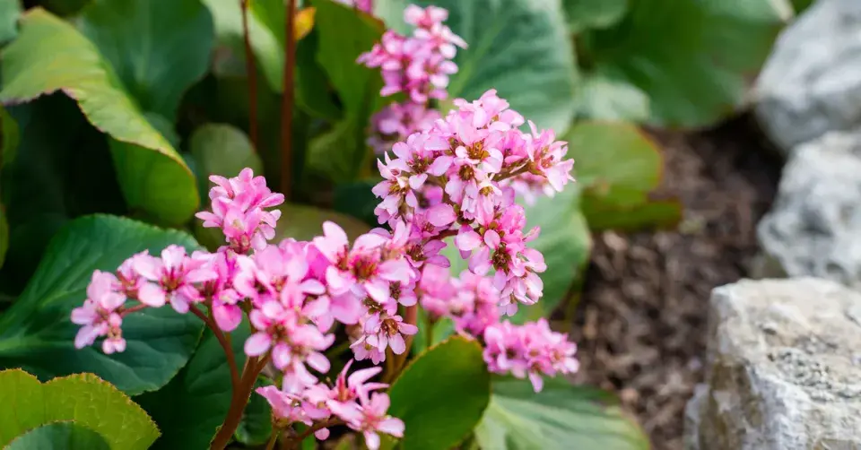 Bergénie (Bergenia)