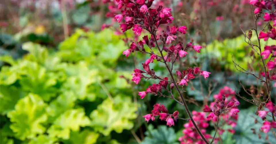 Dlužicha (Heuchera)