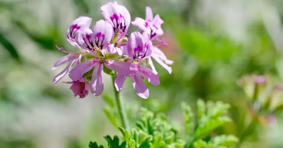 Pelargonie vonná (Pelargonium graveolens)