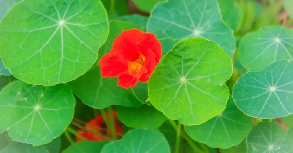 Lichořeřišnice (Tropaeolum)