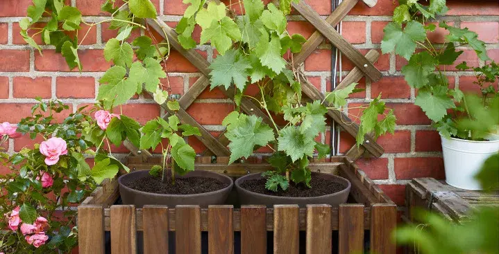 Truhlík s treláží