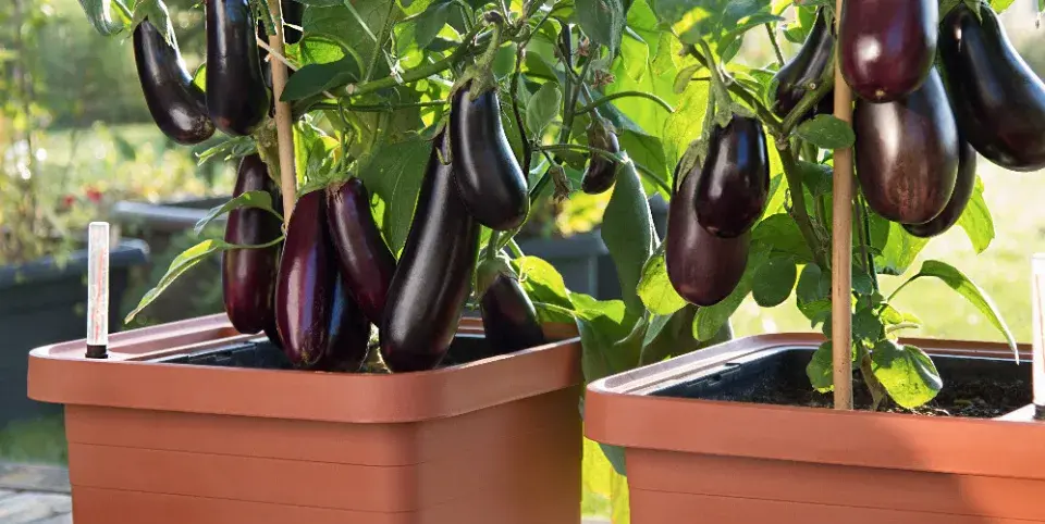 Samozavlažovací nádoby