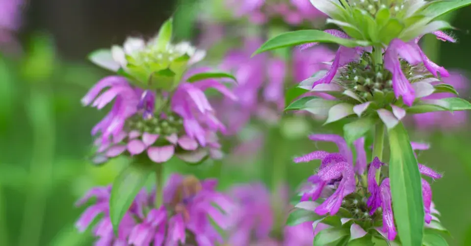 Zavinutka citronová (Monarda citriodora)