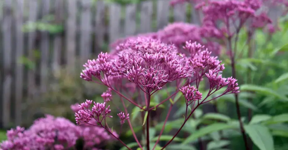 Sadec skvrnitý (Eutrochium maculatum)