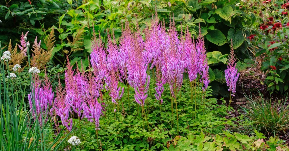 Čechrava čínská (Astilbe chinensis)