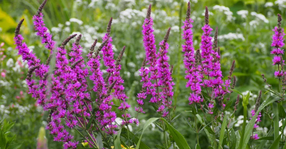 Kyprej vrbice (Lythrum salicaria)