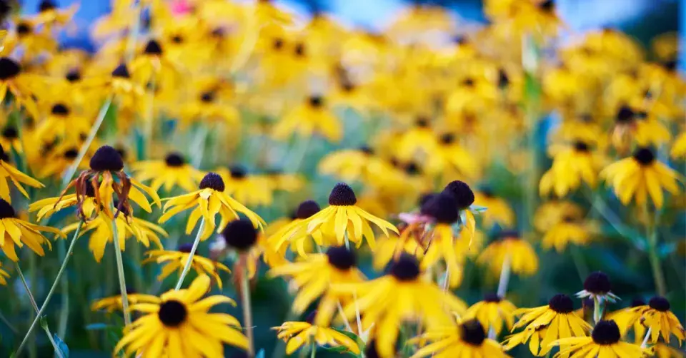 Třapatka zářivá (Rudbeckia fulgida)