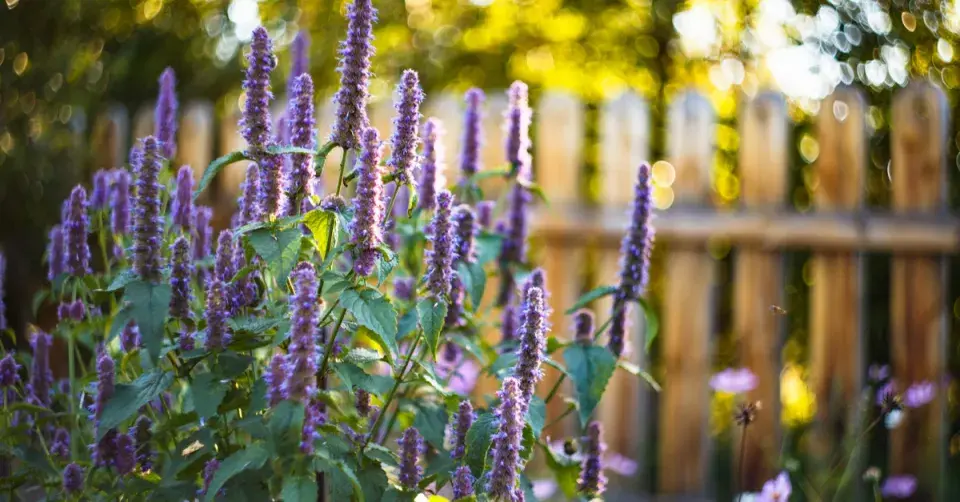 Agastache anýzová (Agastache foeniculum)