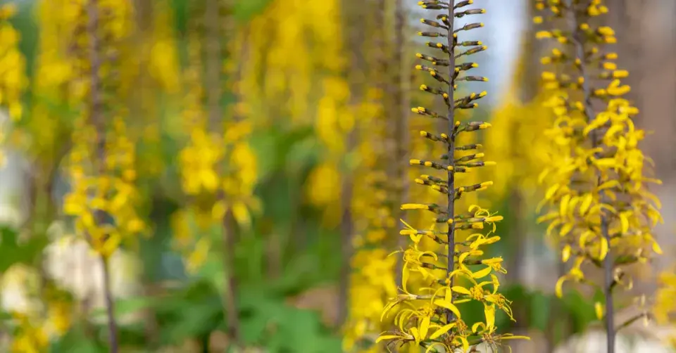 Popelivka (Ligularia)