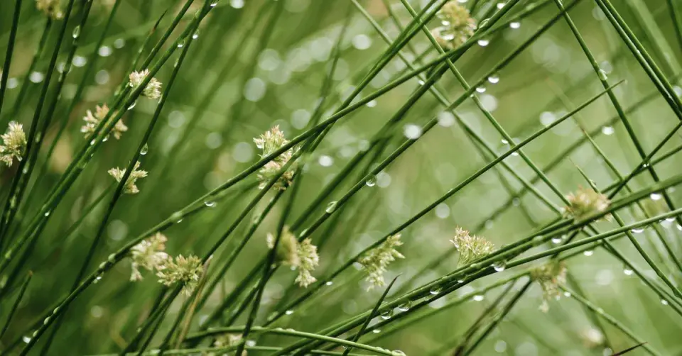 Sítina rozkladitá (Juncus effusus)