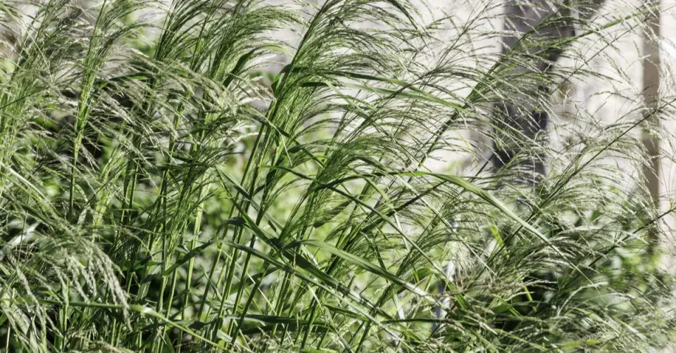 Proso prutnaté (Panicum virgatum)