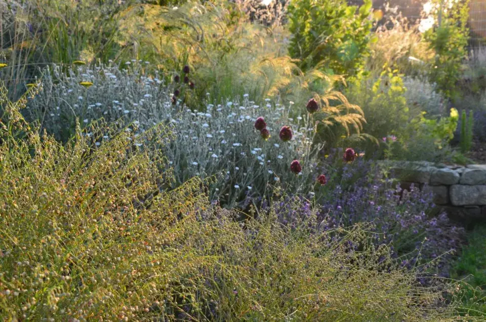 Záhon ze suchomilných rostlin