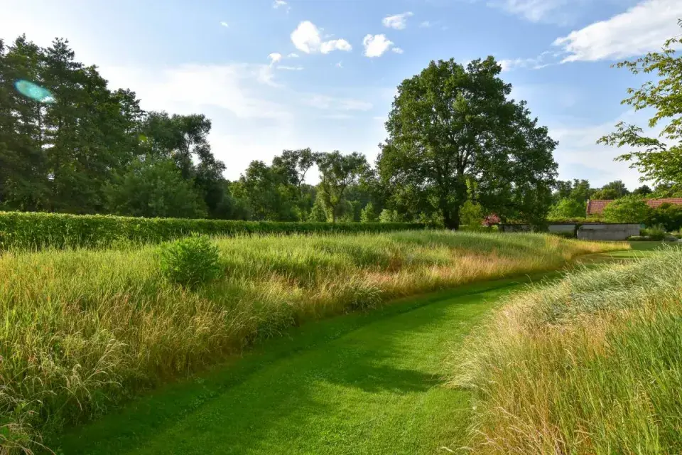 Vysokostébelná louka