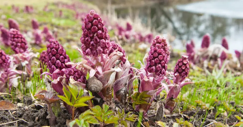 Devětsil lékařský