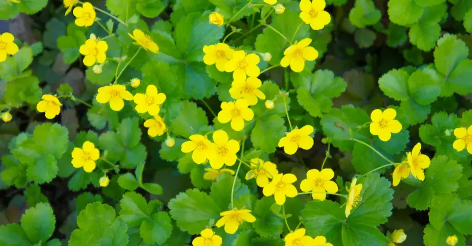 Mochnička trojčetná