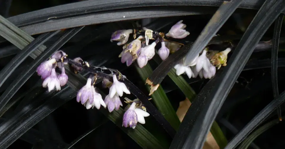 Sedoulek plochostvolý