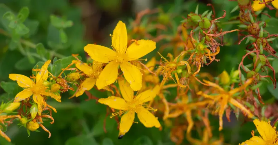 Třezalka tečkovaná