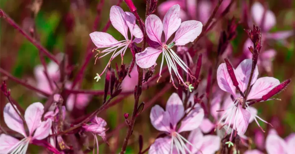 Svíčkovec Lindheimerův