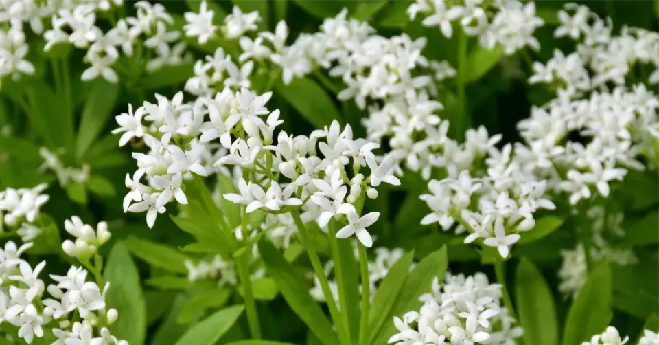 Svízel vonný, mařinka vonná