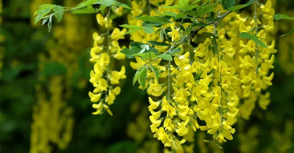 Štědřenec Watererův