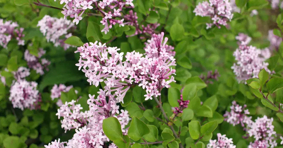 Šeřík Meyerův ‘Palibin’