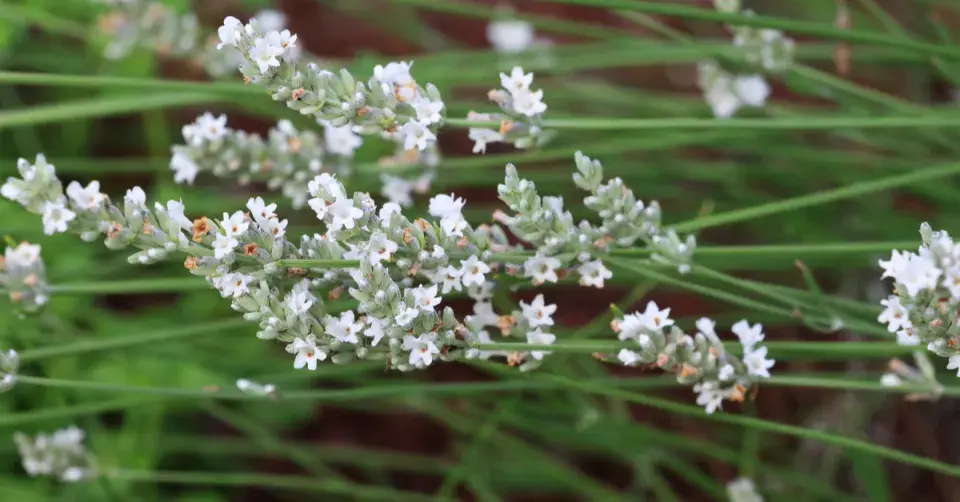 Levandule lékařská
