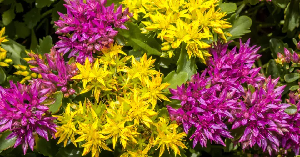 Rozchodník pochybný