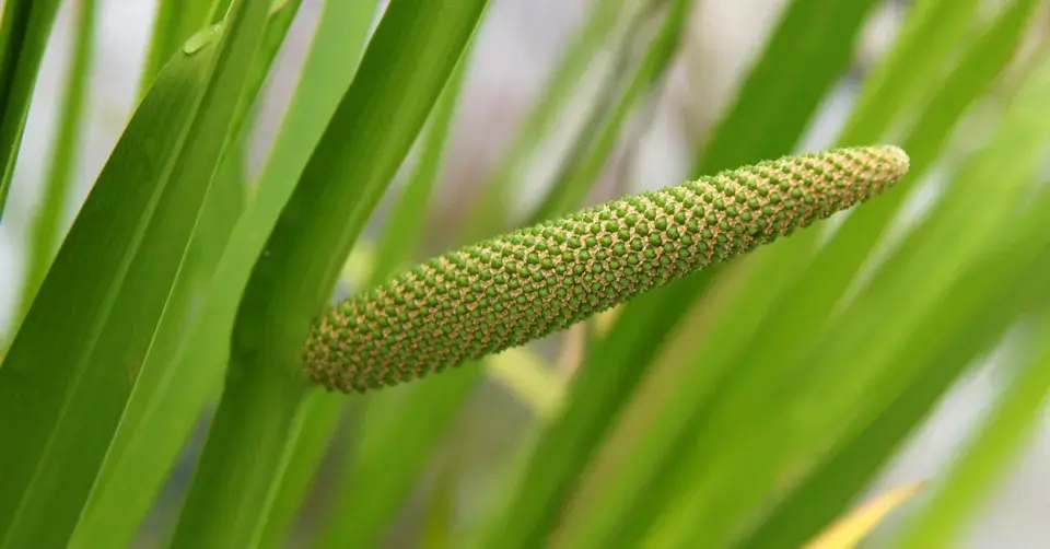 Puškvorec obecný (Acorus calamus)