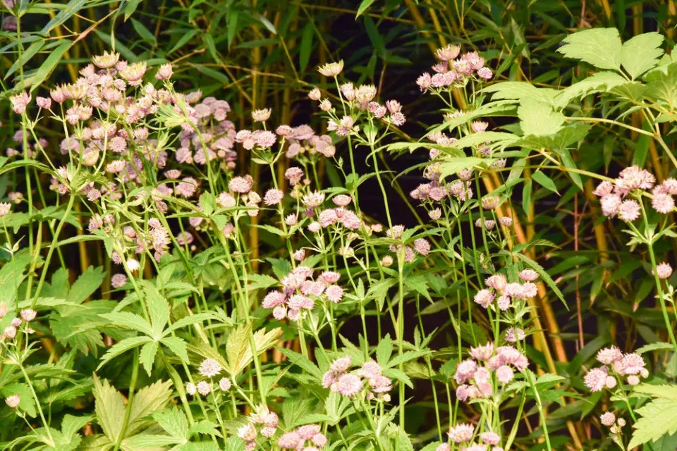 Jarmanky vysazené pod bambusy