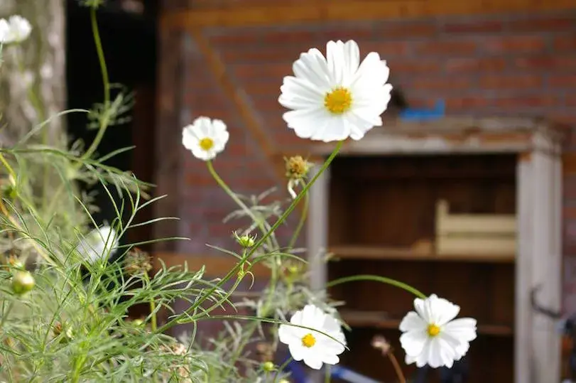 Rozkvetlá krásenka