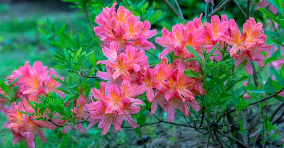 Pěnišník japonský, azalka