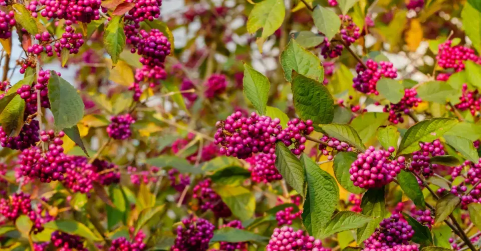 Krásnoplodka Bodinierova